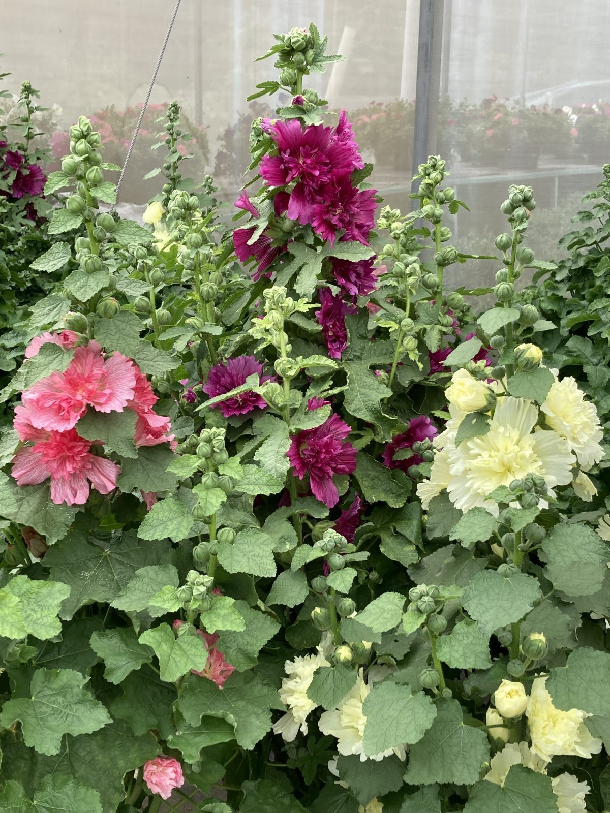 Spring Celebrities