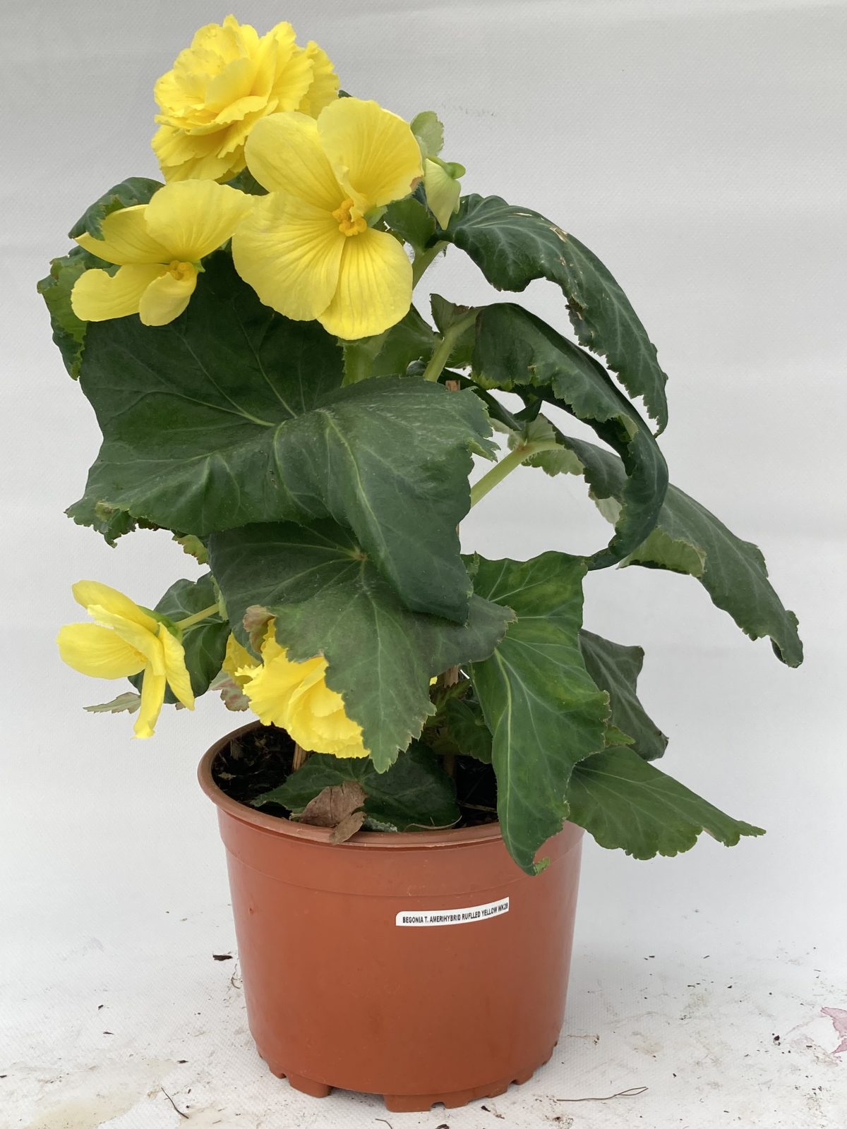 Amerihybrid Ruffled
