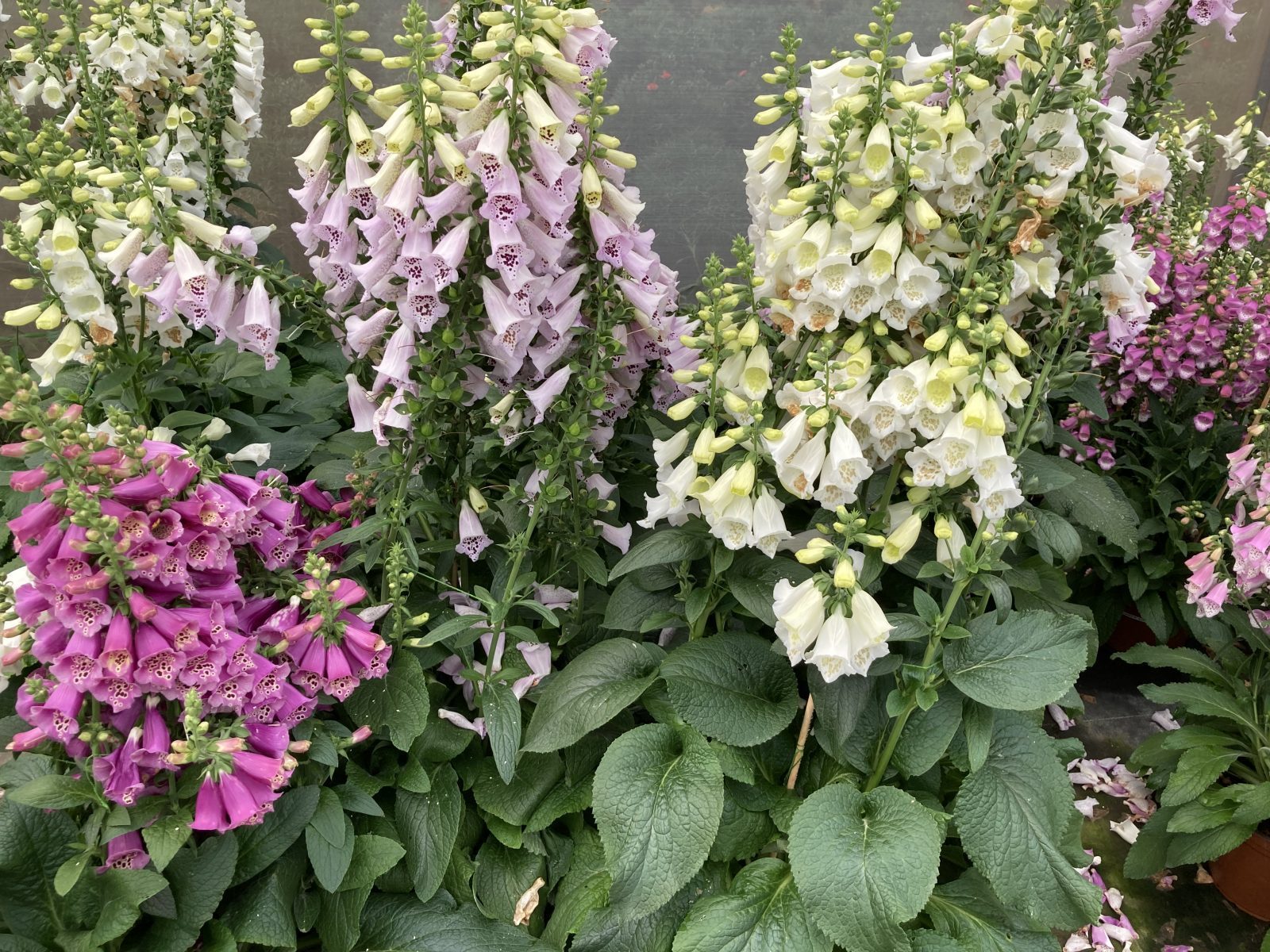 Camelot