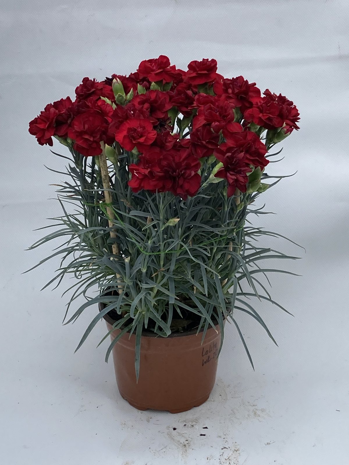 Lolita