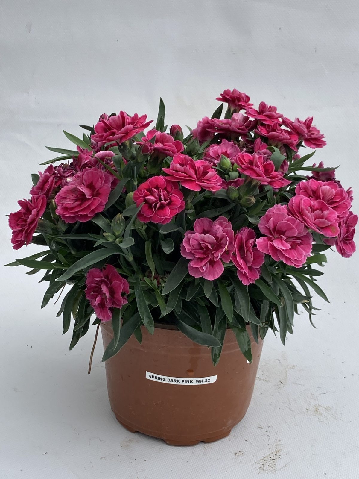 Dark Pink