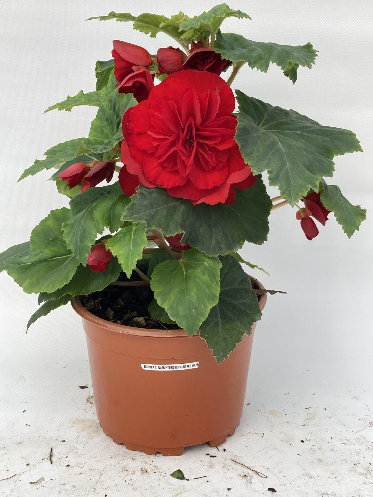 Amerihybrid Ruffled